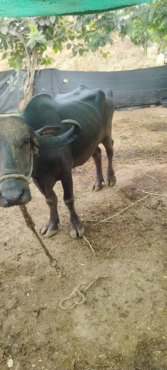 ભેંસ વેચવાની છે