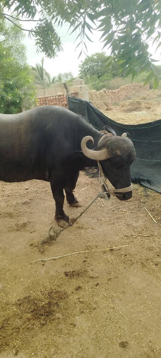 ભેંસ વેચવાની છે