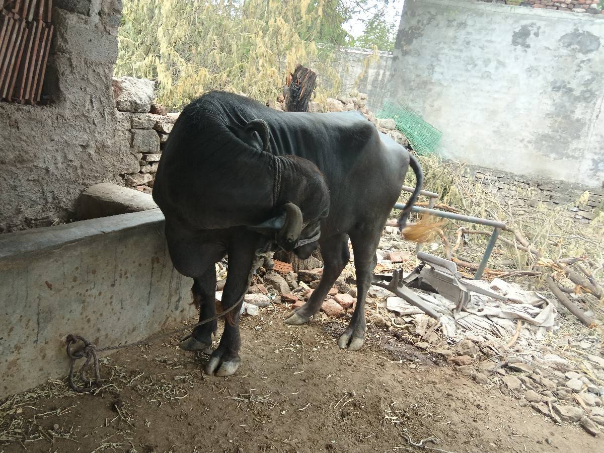 ખડેલીવેચવાનીછે
