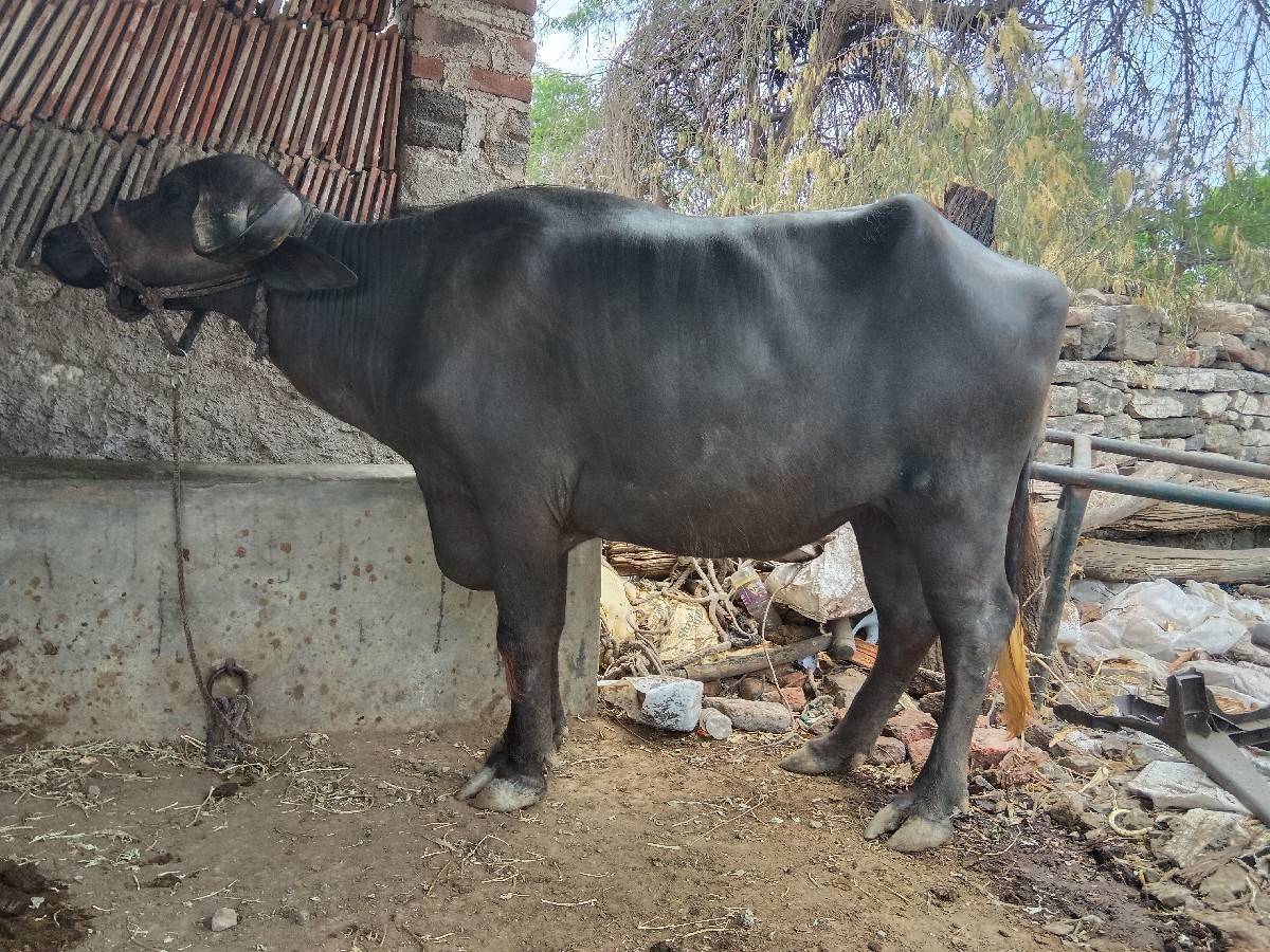 ખડેલીવેચવાનીછે