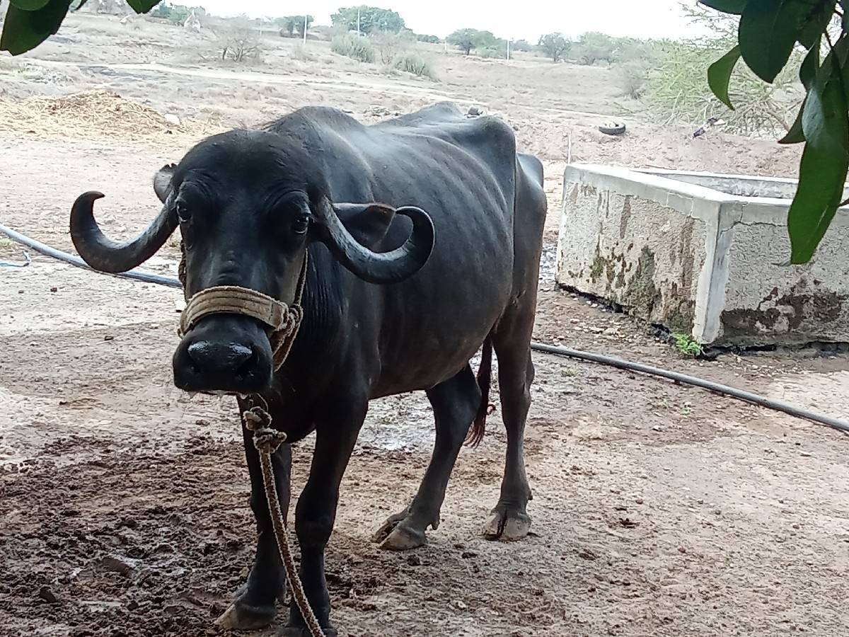 ખડેલૂવેચાવછે પેલૂવેતર