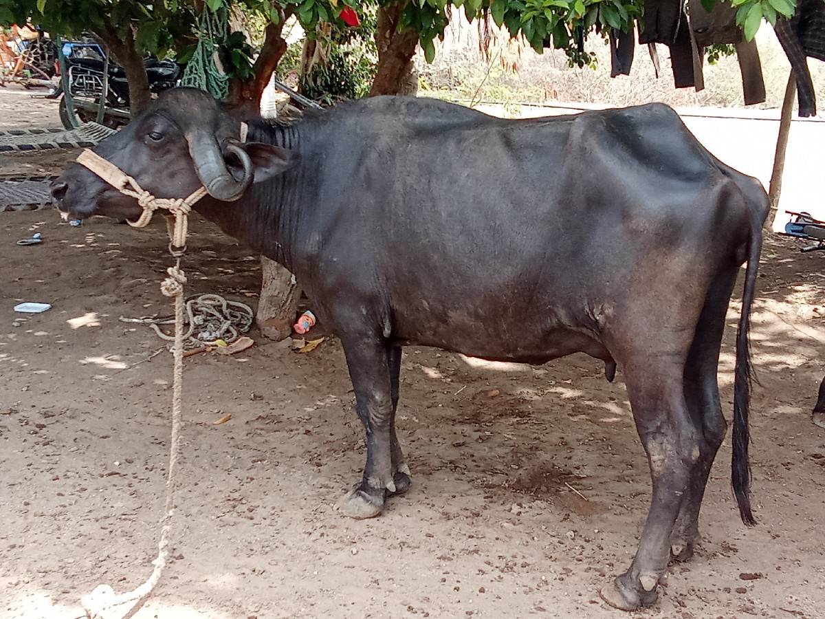 ખડેલૂવેચાવછે પેલૂવેતર