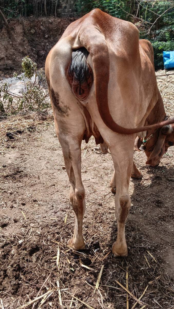 ગીર હોડકી વેચવાની છે