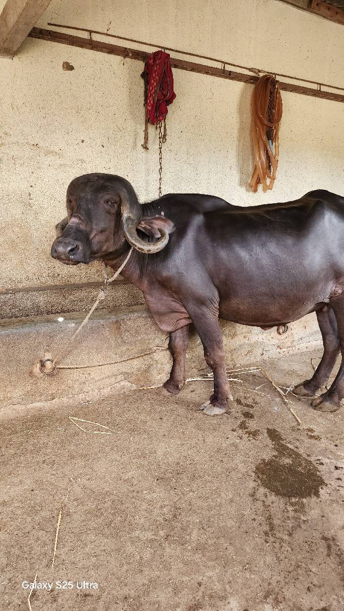 ખડેલી પેલવેટરી ઓરીજનલ જાફરી