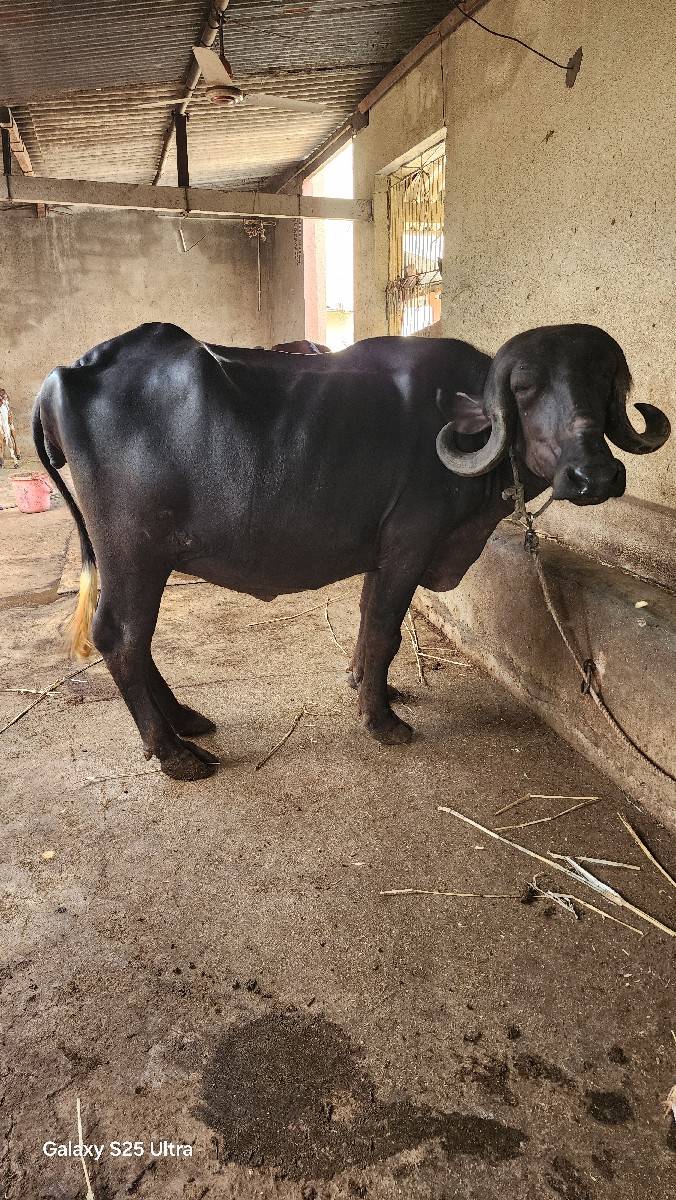 ખડેલી પેલવેટરી ઓરીજનલ જાફરી