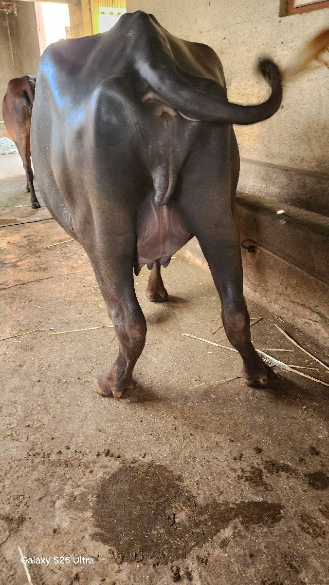 ખડેલી પેલવેટરી ઓરીજનલ જાફરી