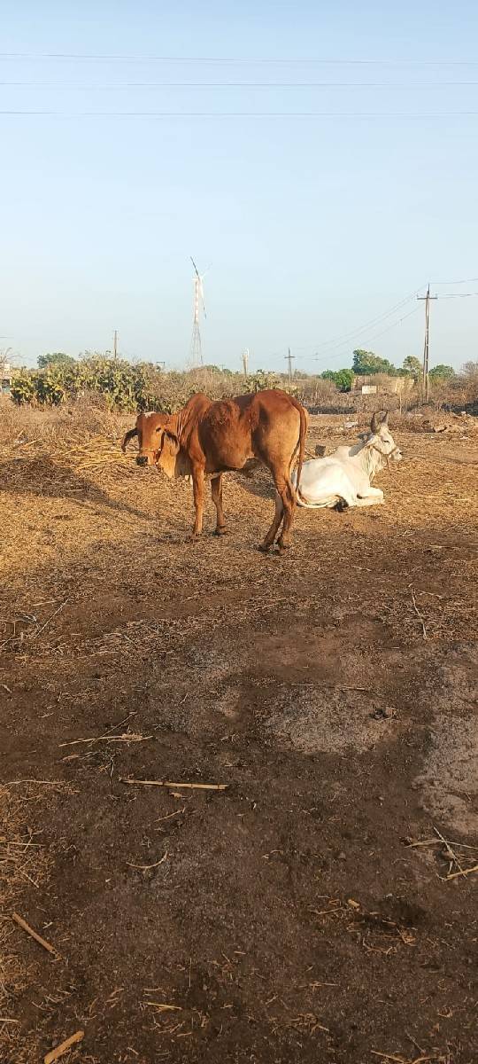 હોડકી વેસવાની છે