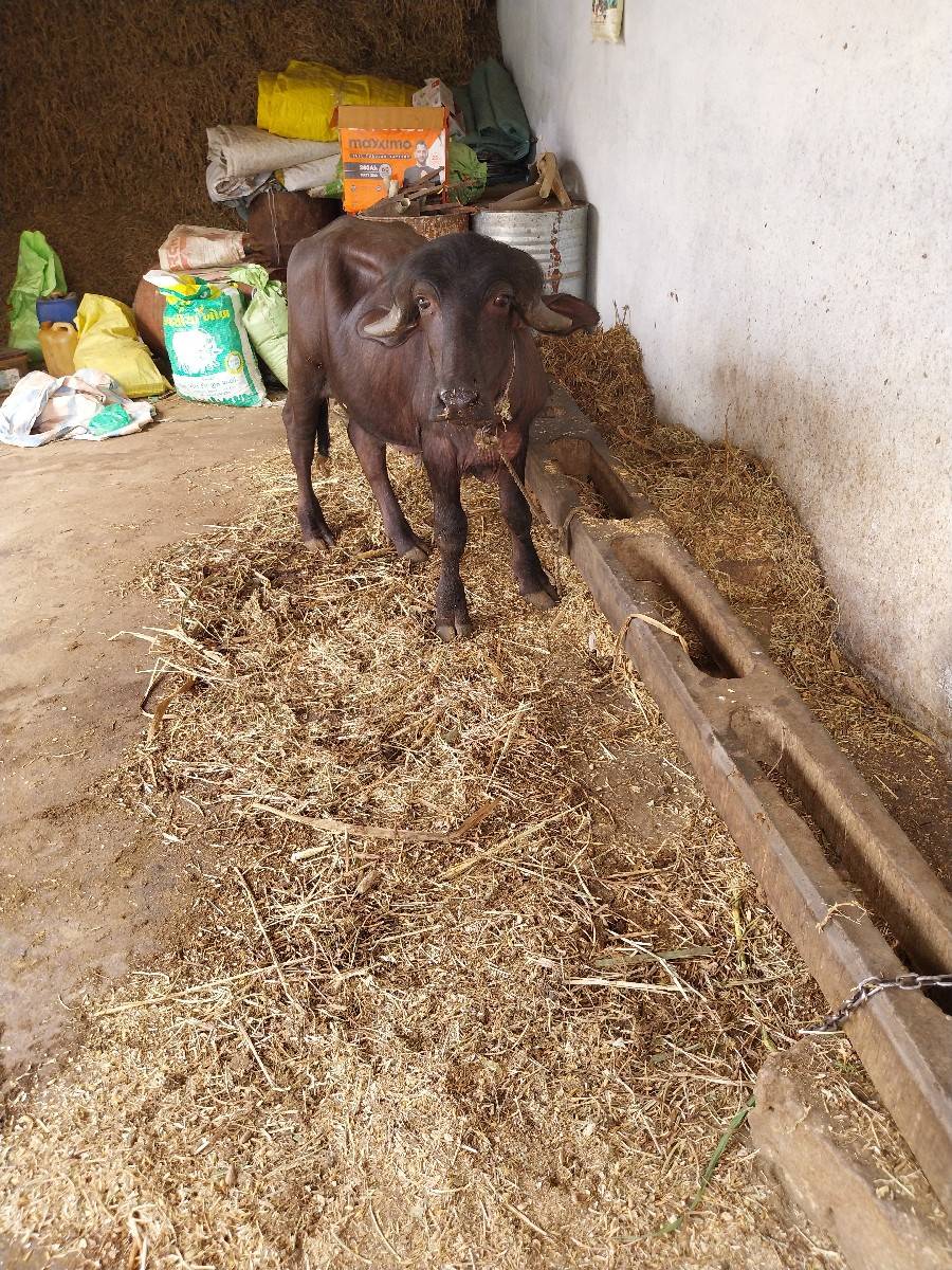 પાડો