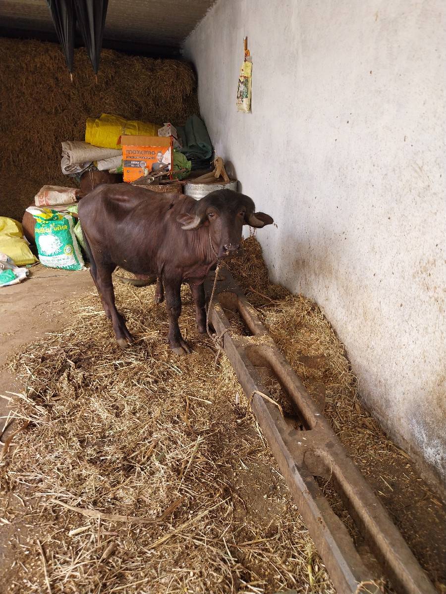 પાડો