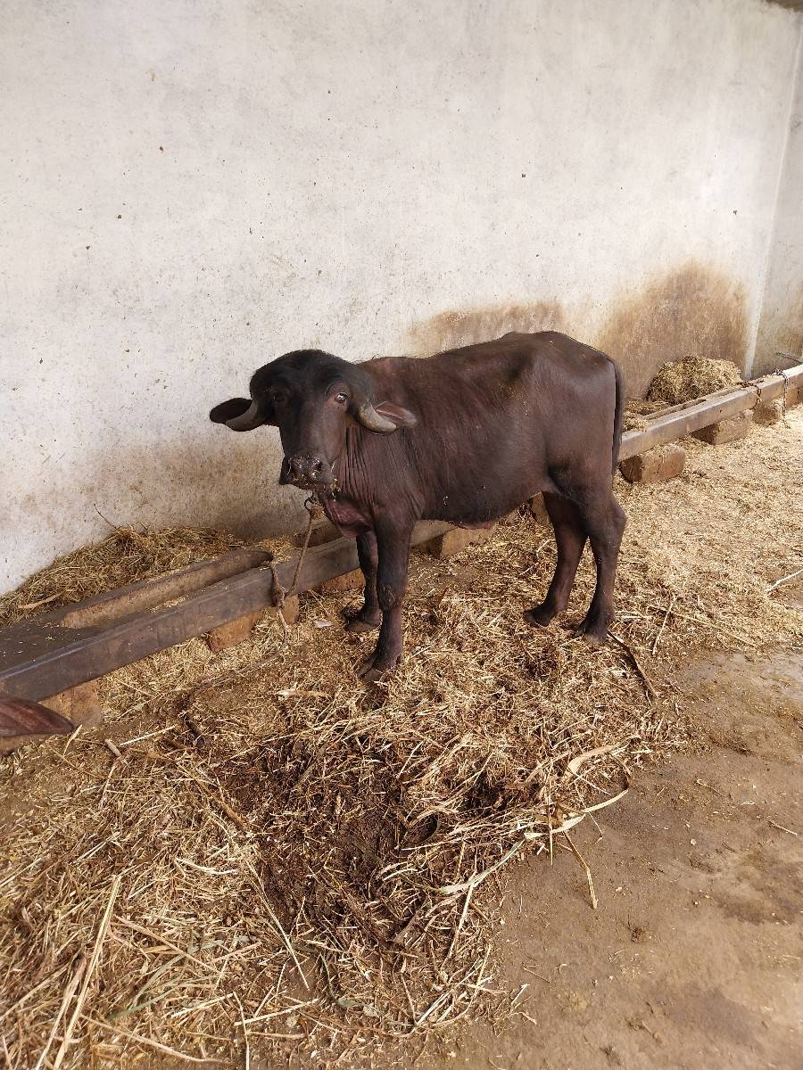 પાડો