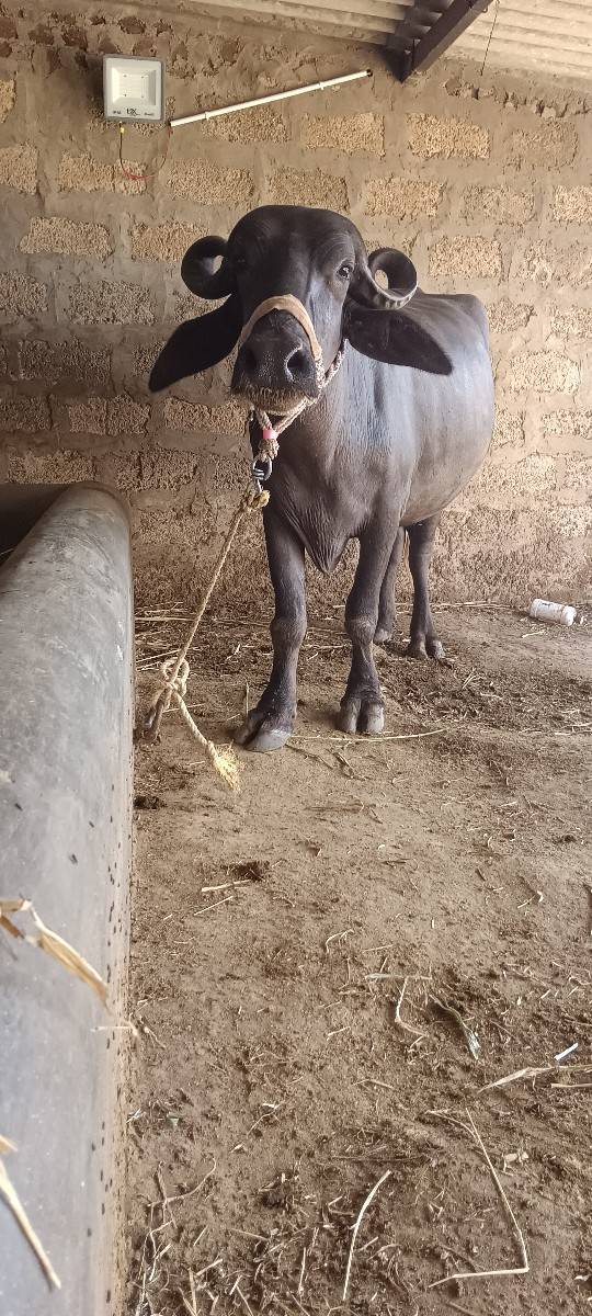 ૨ ખડેલા વેચવા ના છે