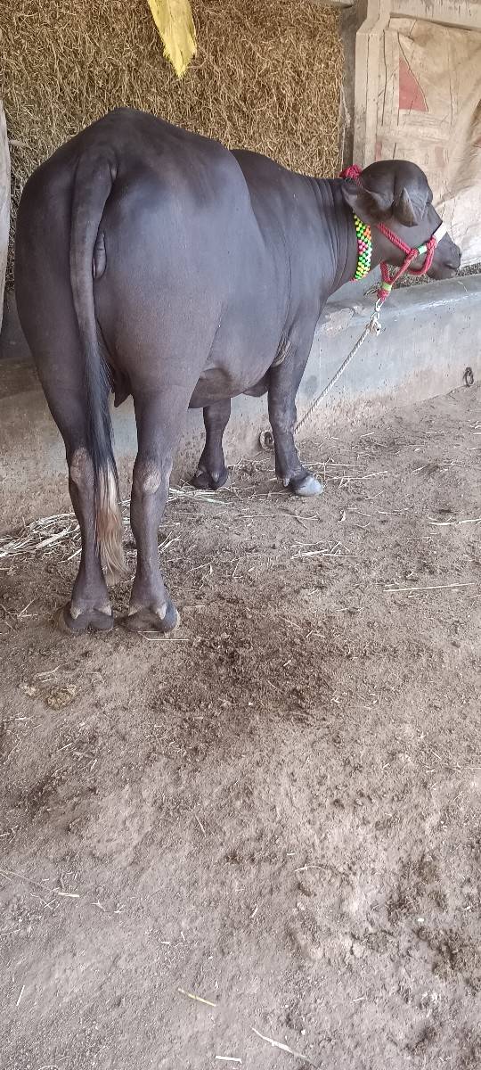 ૨ ખડેલા વેચવા ના છે