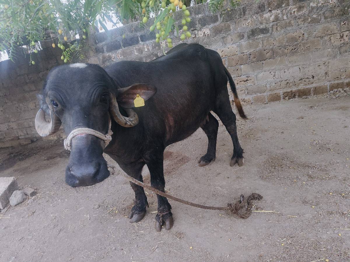 ભેંસ વેચવાની છે