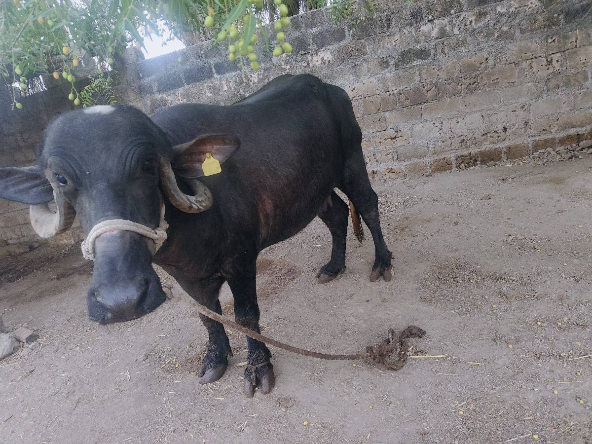 ભેંસ વેચવાની છે