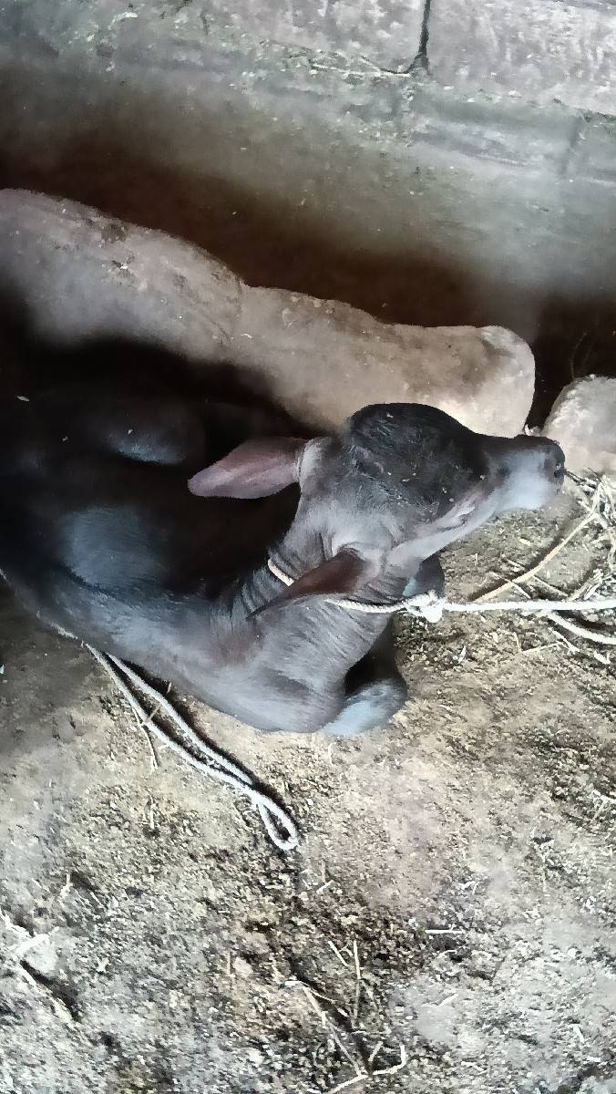 ભેંશ વેચવાની છે
