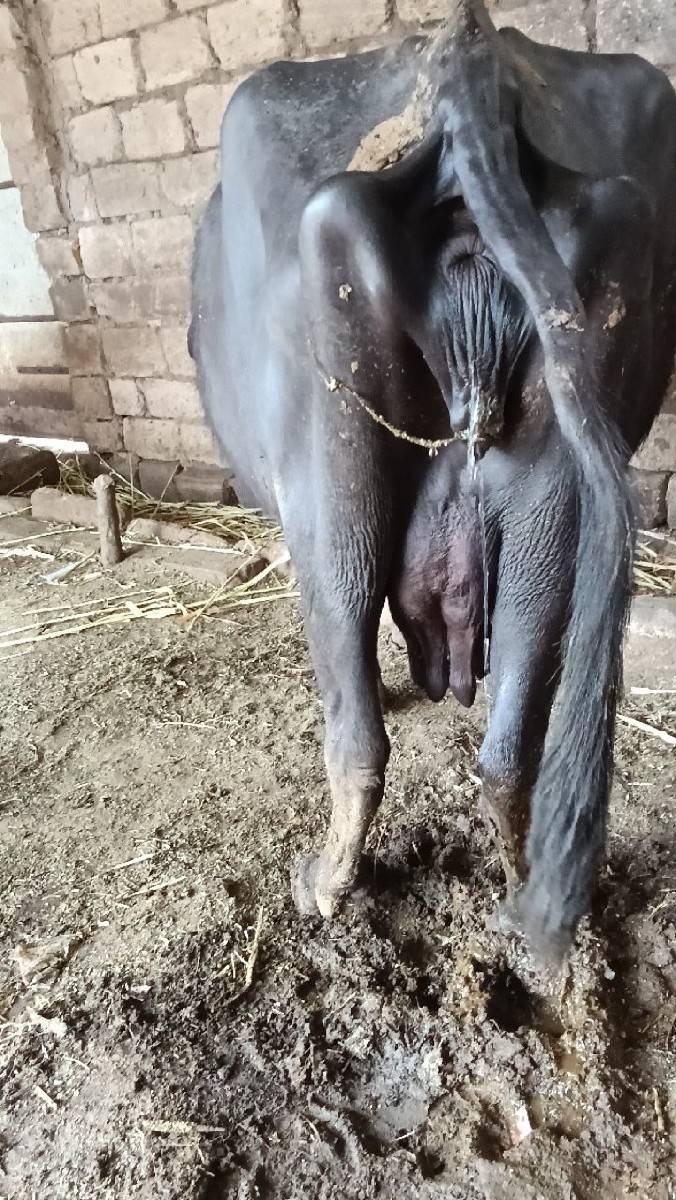 ભેંશ વેચવાની છે