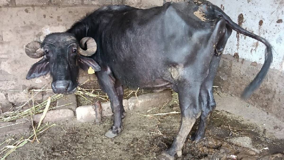 ભેંશ વેચવાની છે