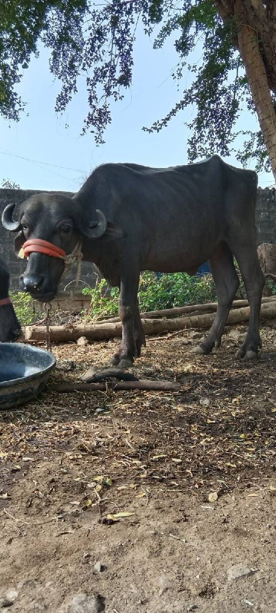 પાડી, ખડેલી