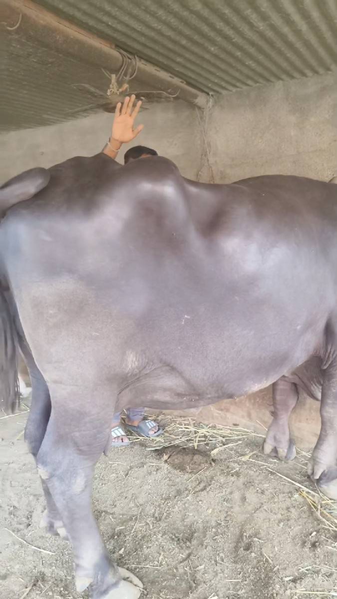 બીજુ વેતર ભેંસ છે