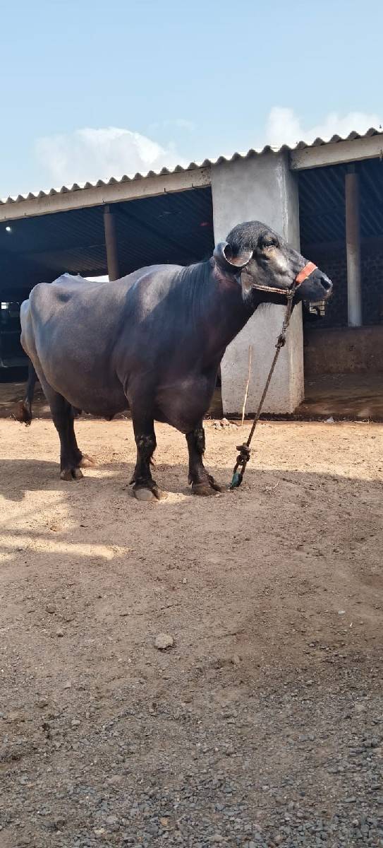 બીજા વેતર ની