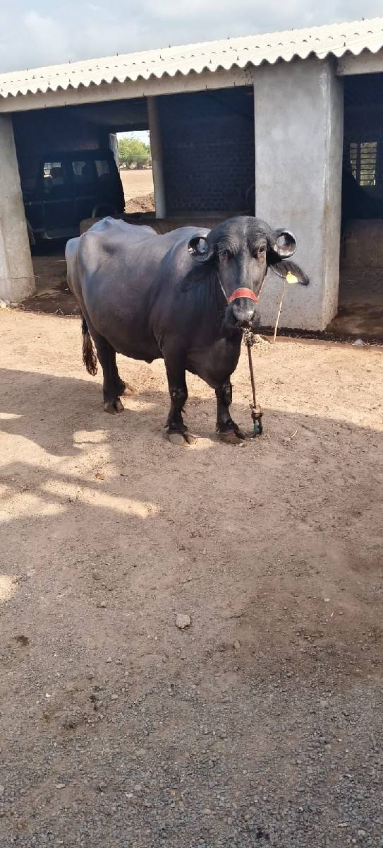બીજા વેતર ની