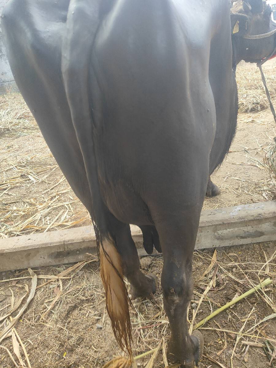 ભેંસ વેચવાની છે