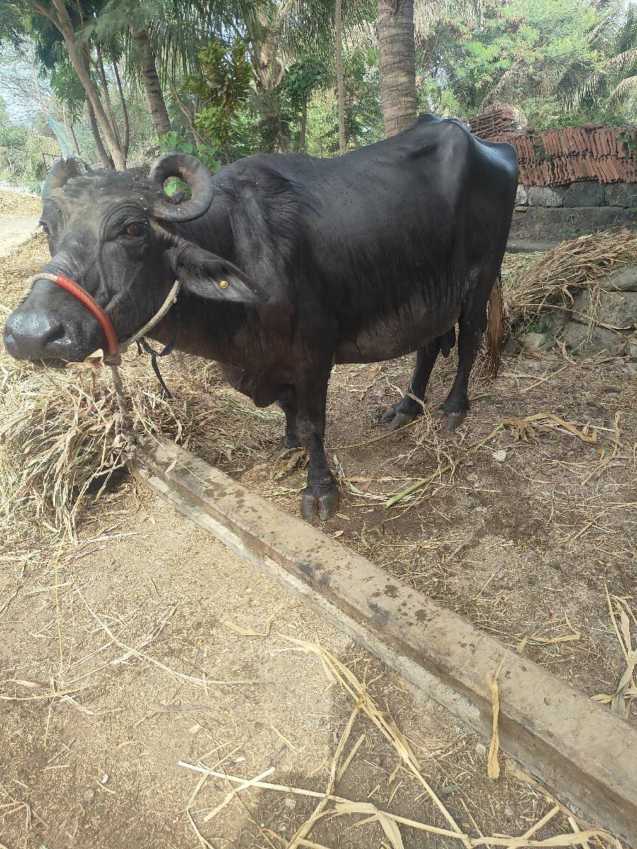 ભેંસ વેચવાની છે