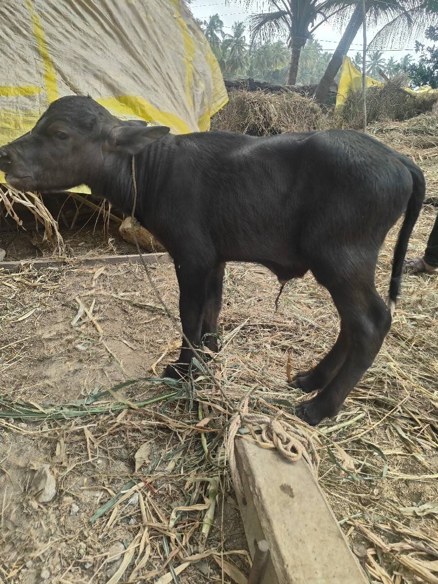 ભેંસ વેચવાની છે