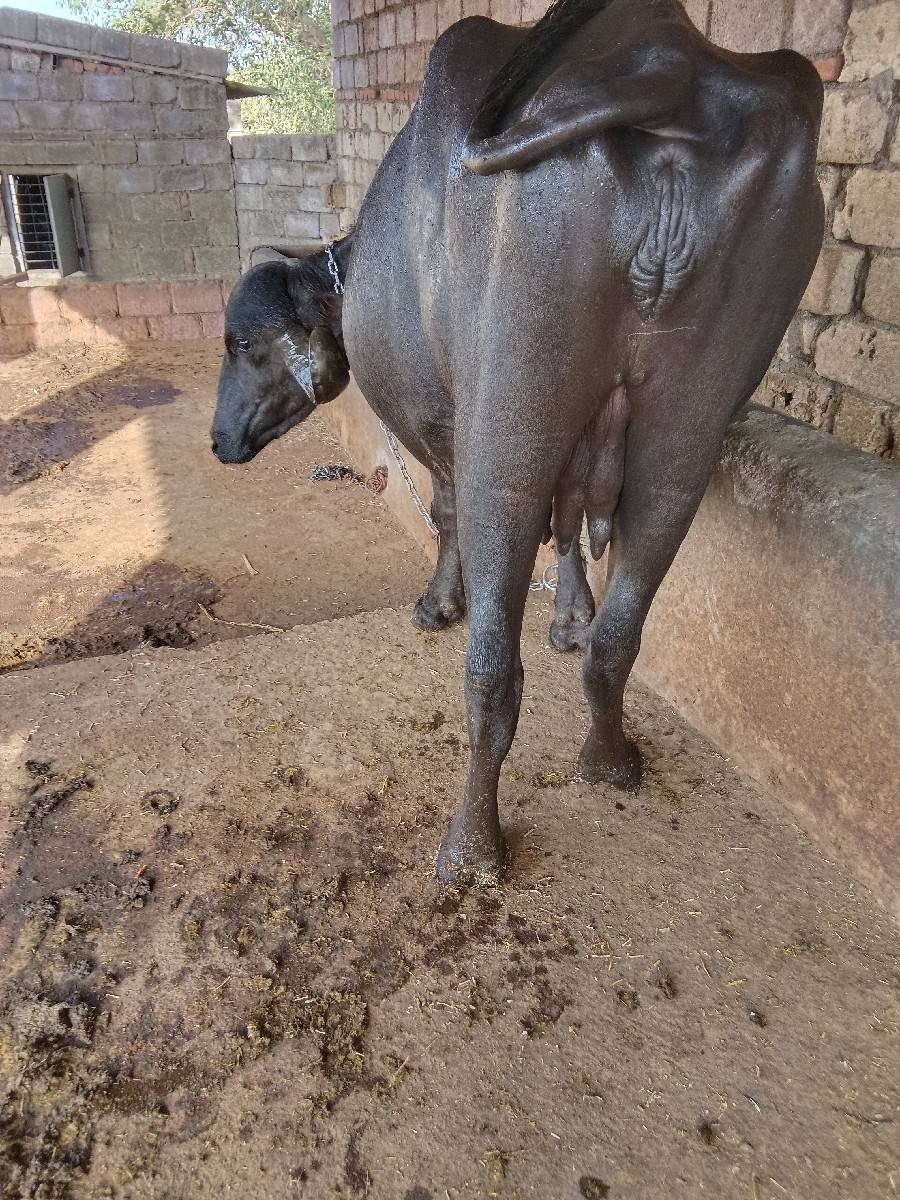 આ ભેંસ વેચવાની છે બીજું વેતર