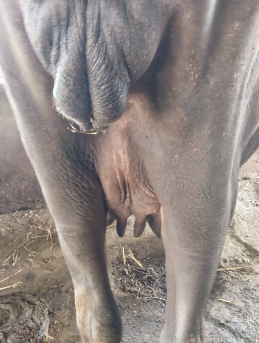 ખળેલી વેચવાની છે