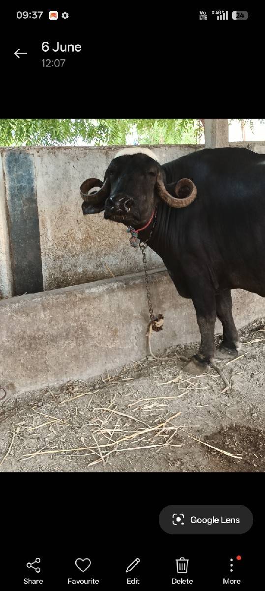 પેલું વેતર ગાભણ