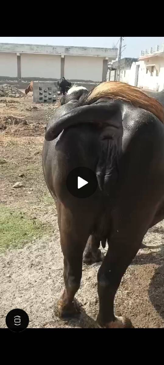 પેલું વેતર ગાભણ