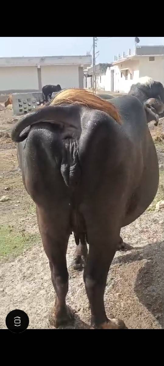 પેલું વેતર ગાભણ