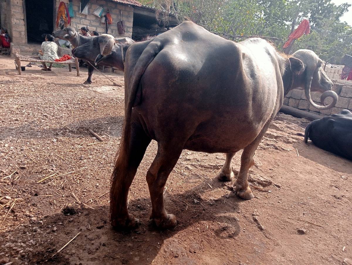 ચોથુ વેતર