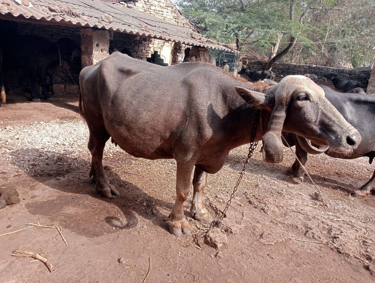 ચોથુ વેતર