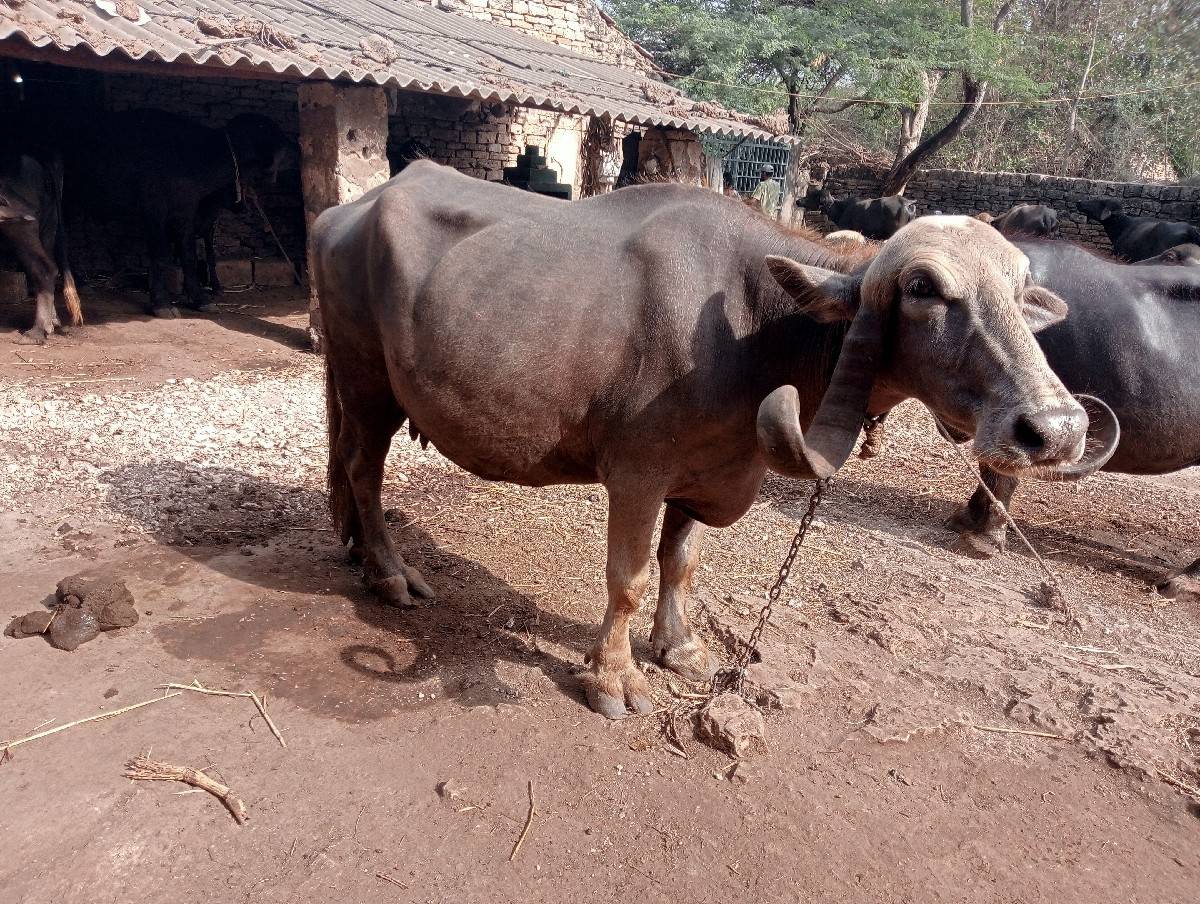 ચોથુ વેતર