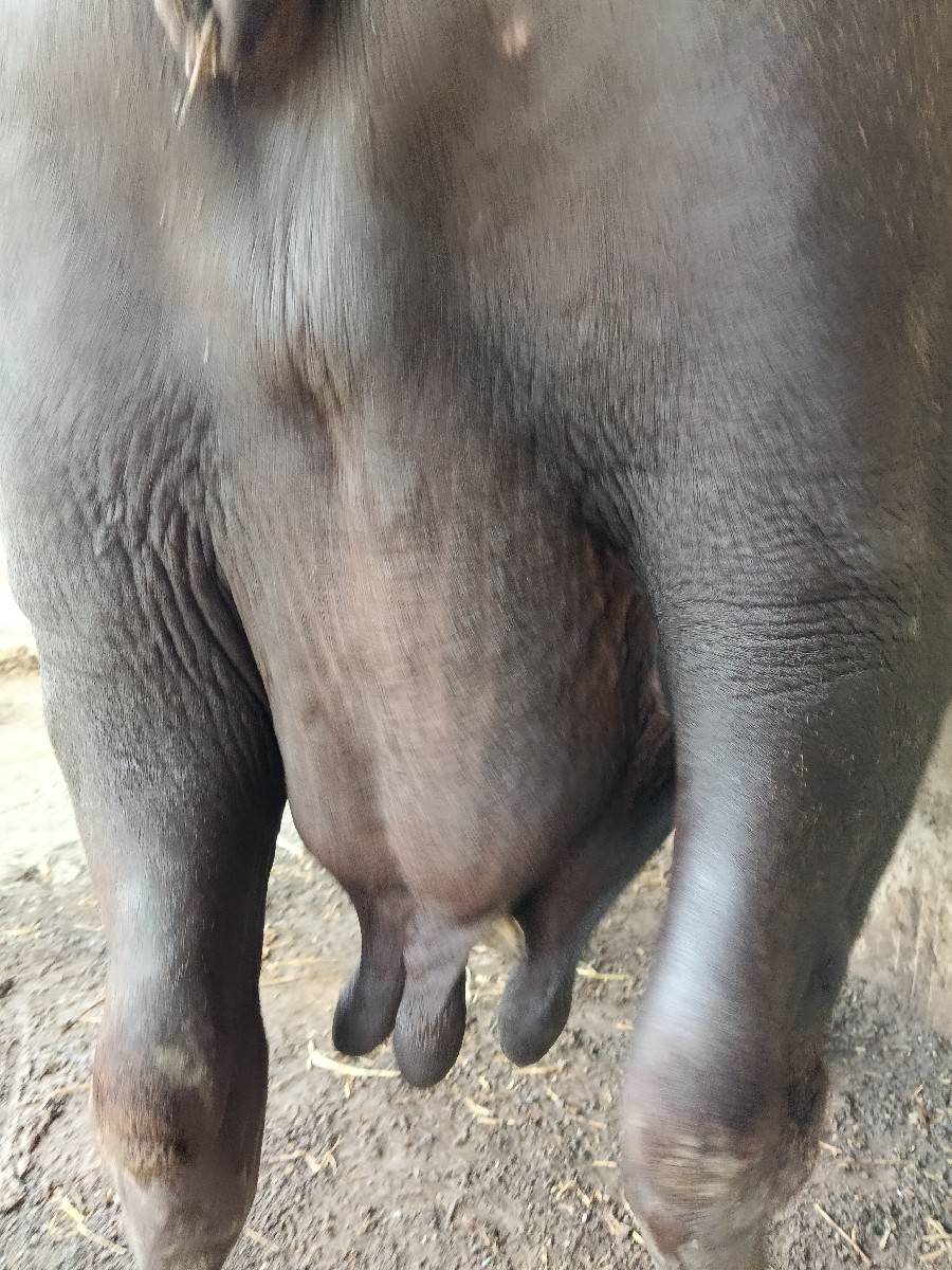 ભેંસ વેચવાની છે