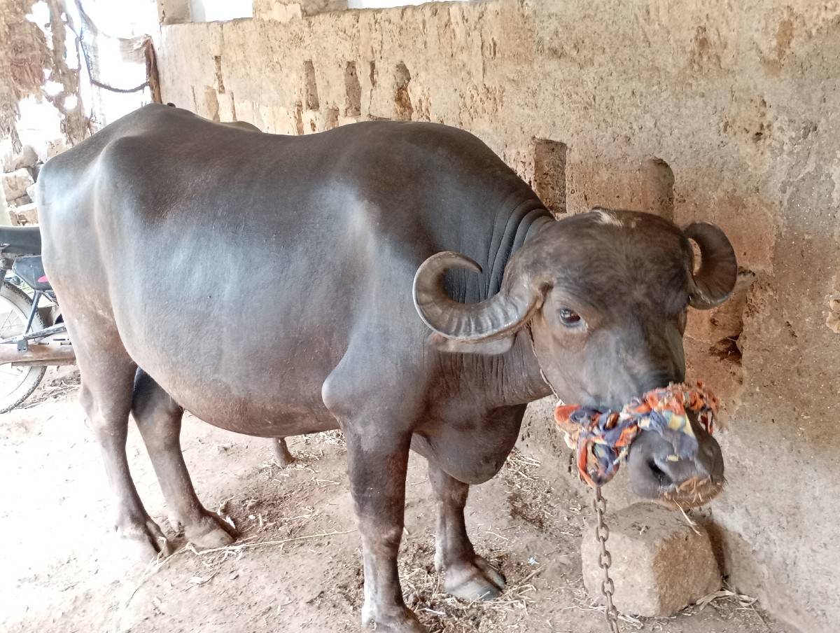 ભેંસ વેચવાની છે   પેલું વેતર