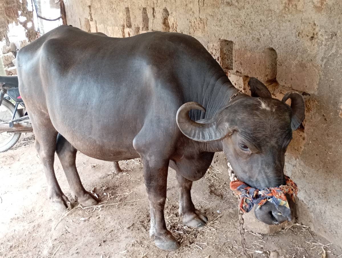 ભેંસ વેચવાની છે   પેલું વેતર