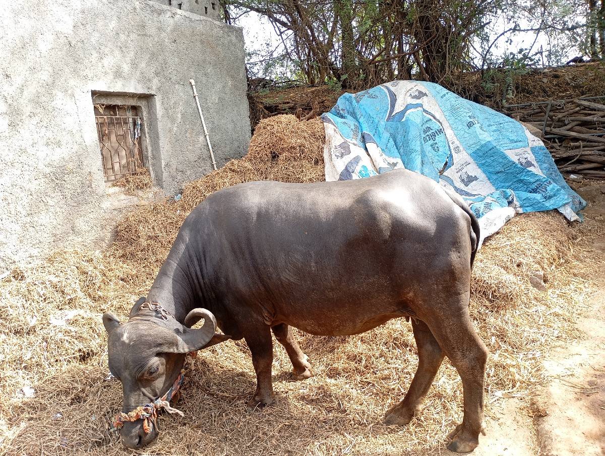 ભેંસ વેચવાની છે   પેલું વેતર