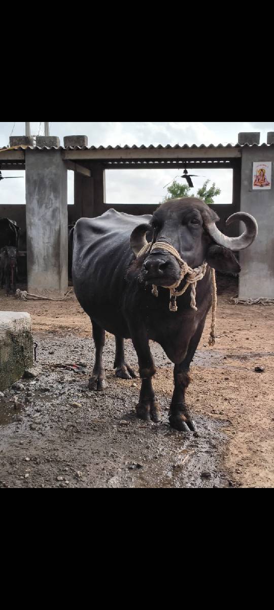 આ ભેંસ વેચવાની છે