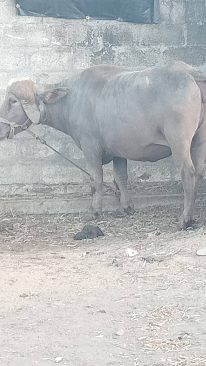khadali VCvani saaa