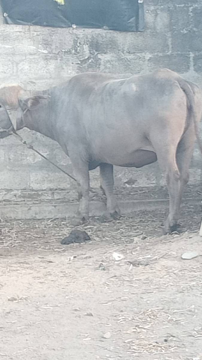 khadali VCvani saaa