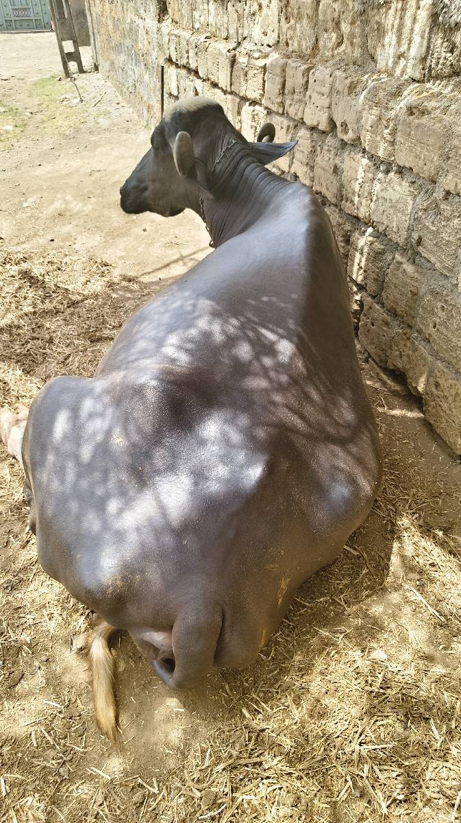 ભેંસ વેચવાની છે