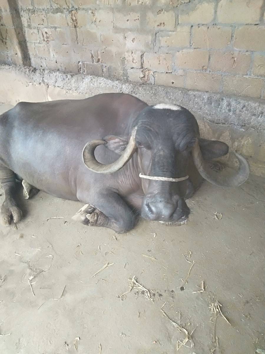 ભેંસ વેચવાની છે