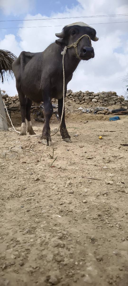 mo 7096160724
