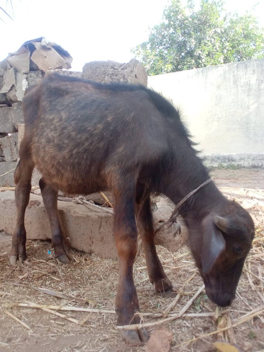 પાડી વેચવાની છે