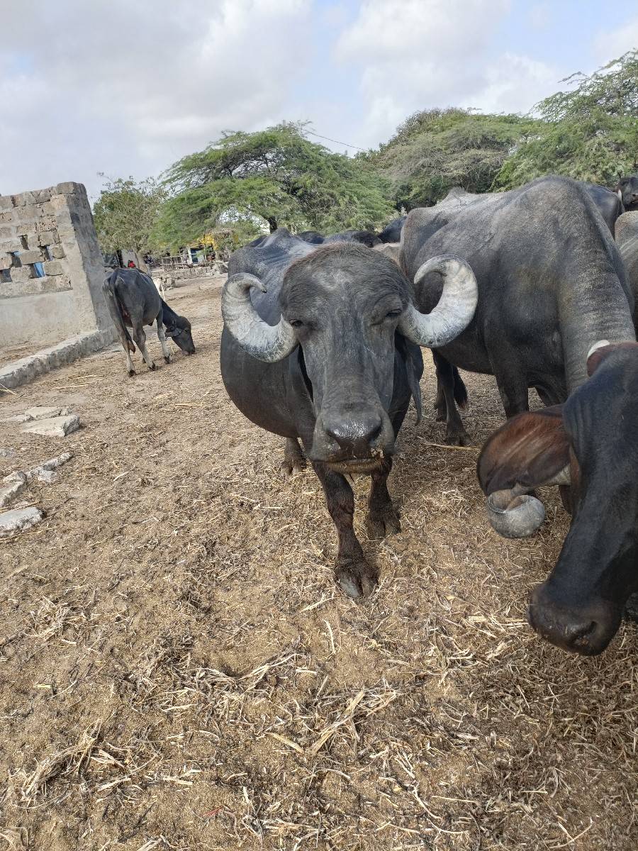 ભેંસ વેચવાની છે