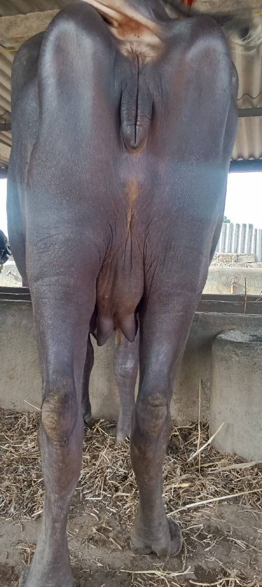 ભેંસ વેચવાની છે