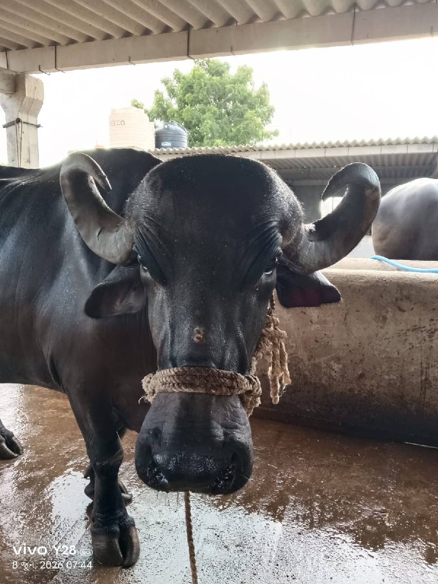 ભેસ વેચવાની છે